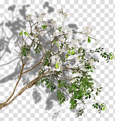 green tree shadows transparent background PNG clipart
