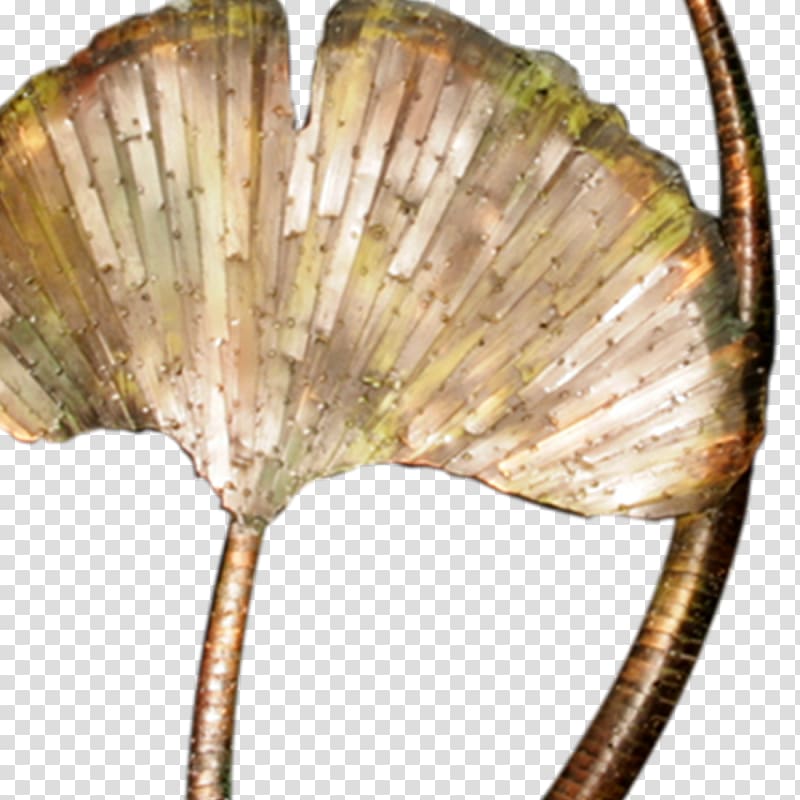 Ginkgo biloba Seashell Living fossil Art, seashell transparent background PNG clipart