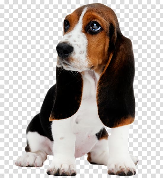 Basset Hound Puppy , Dog Daycare transparent background PNG clipart