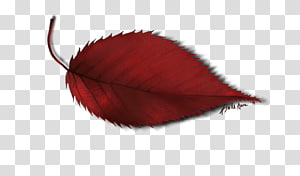 Leaf Petal, Leaf transparent background PNG clipart thumbnail
