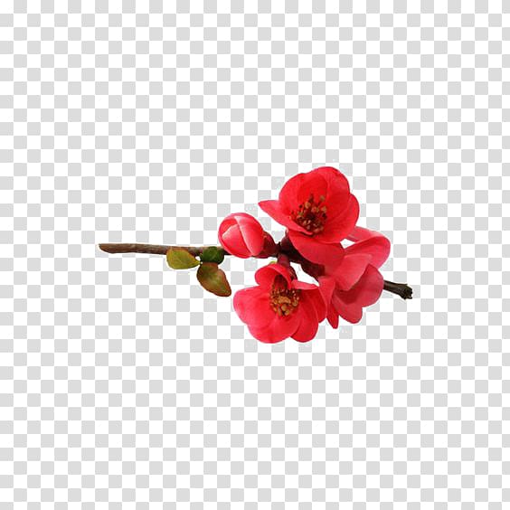 Flower , Red flower bones transparent background PNG clipart