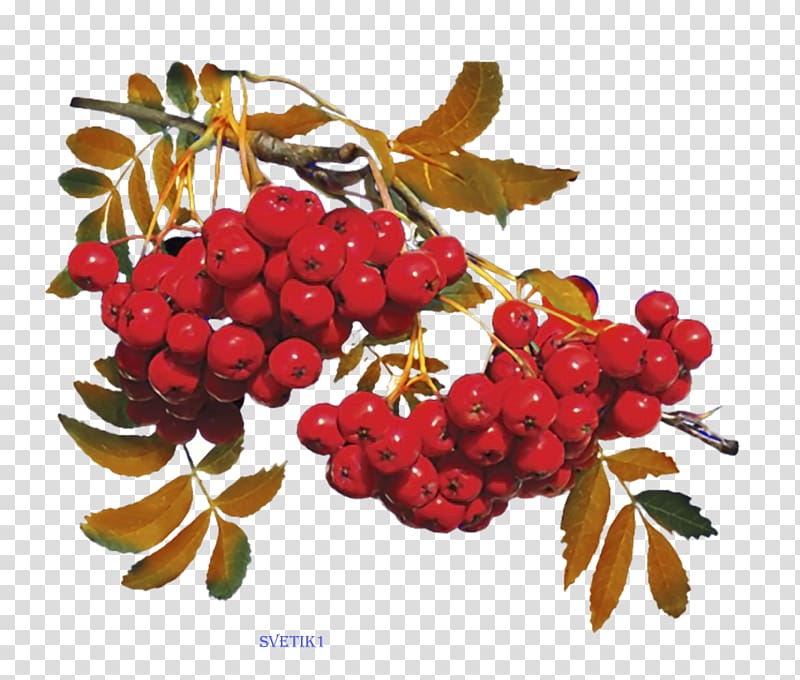 Branch Shrub Euclidean Drawing, coquelicot transparent background PNG clipart