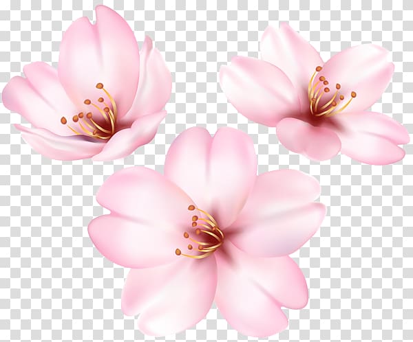 Flower Petal , spring blooming transparent background PNG clipart