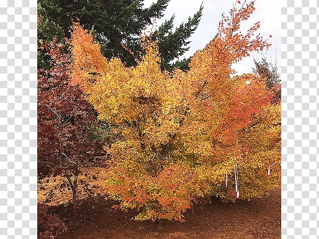 Deciduous Sugar maple Tree Larch Nursery, deciduous specimens transparent background PNG clipart