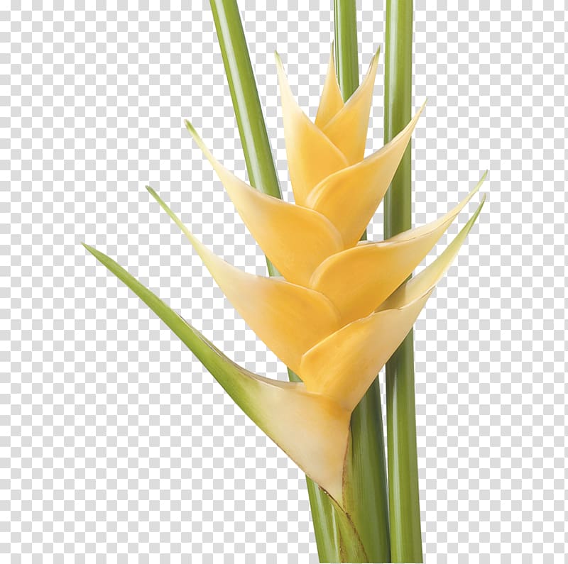 Cut flowers Heliconia bihai Heliconia psittacorum Plant, flower transparent background PNG clipart