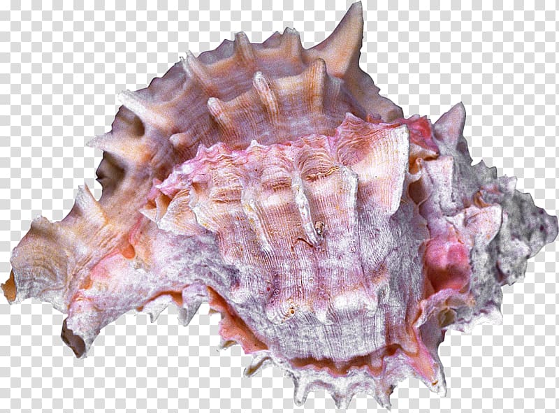 Sea snail Seashell Conchology Cockle, shells transparent background PNG clipart