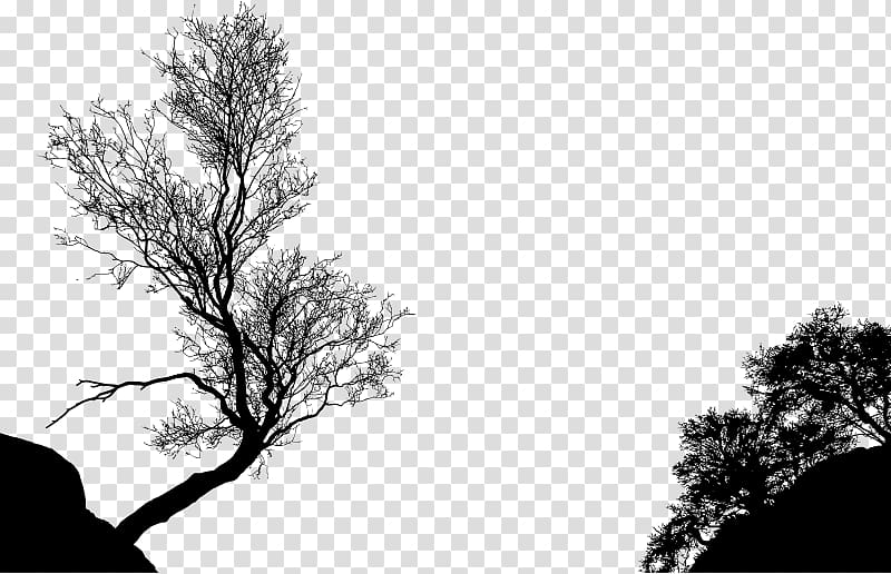 Silhouette Tree Branch , Silhouette transparent background PNG clipart