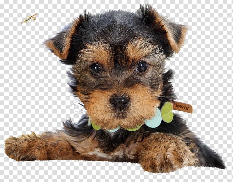 Highland 2024 yorkshire terrier