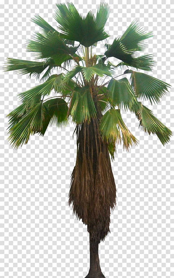 Tree Pritchardia pacifica Plant Ravenea Licuala grandis, palm fruit transparent background PNG clipart