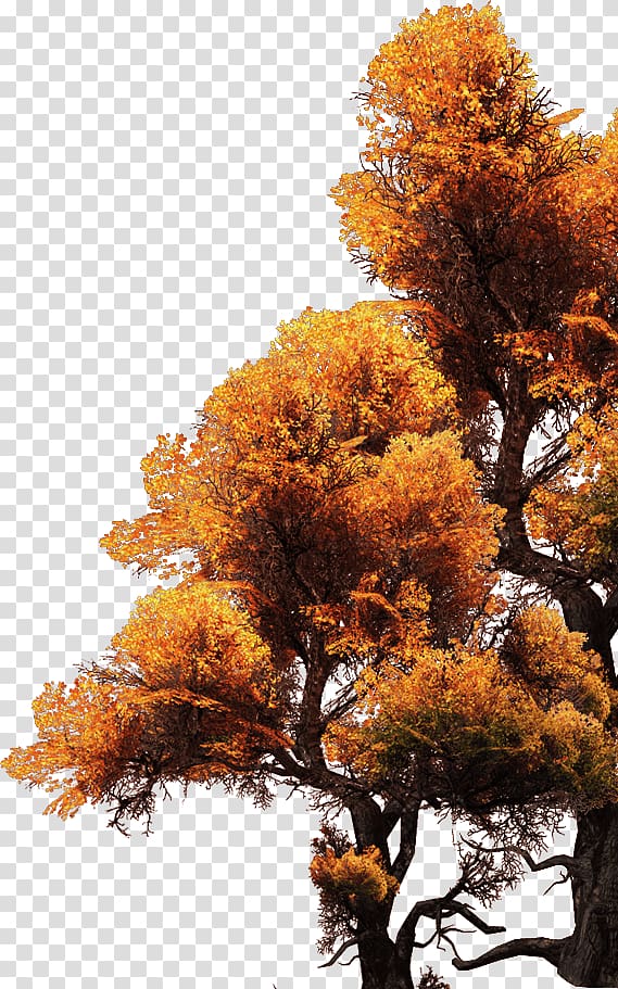 Maple Tree, Golden Tree transparent background PNG clipart