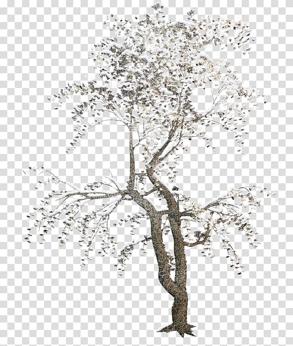 Tree Forest , tree transparent background PNG clipart