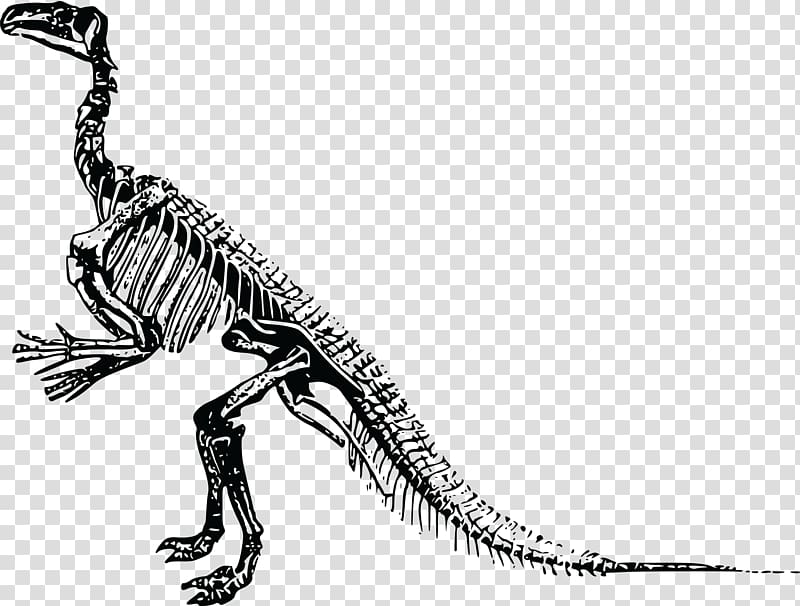 Tyrannosaurus Triceratops Stegosaurus Dinosaur Skeleton, Skeleton transparent background PNG clipart