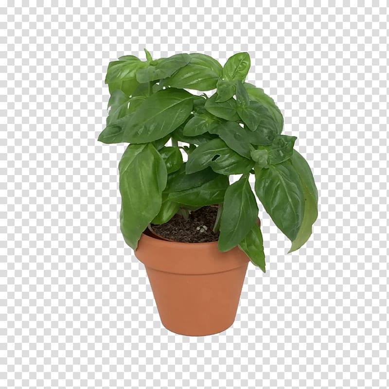 MINI Cooper Basil Plant Herb, herb transparent background PNG clipart
