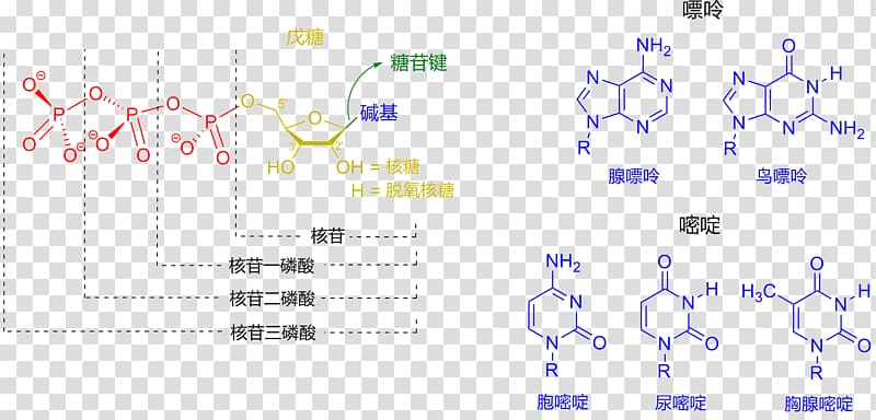 Nucleotide DNA Nucleobase Nucleoside Five-prime cap, nucleotide transparent background PNG clipart