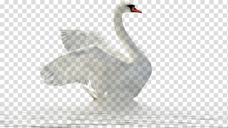 , Swan In The Water transparent background PNG clipart