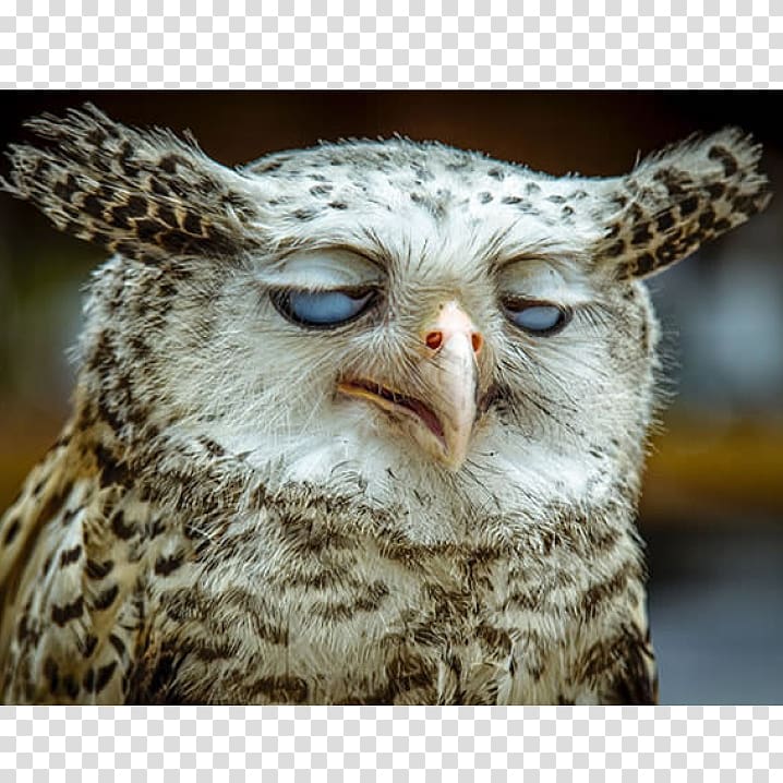 Owl Bird Humour Animal, owl transparent background PNG clipart