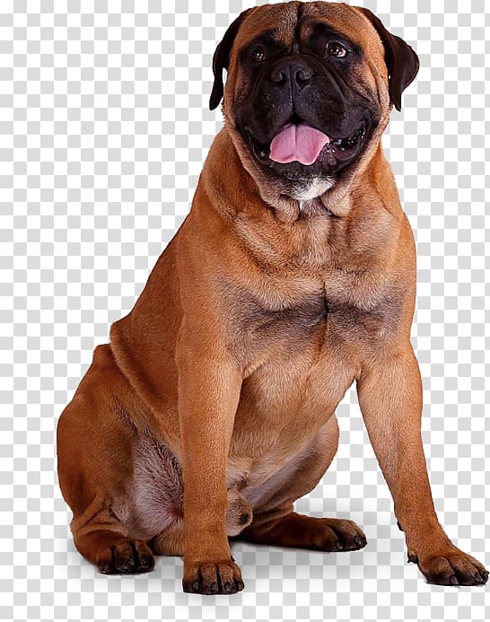 Bullmastiff Dog breed Boerboel Olde English Bulldogge Dorset Olde Tyme Bulldogge, Bullmastiff transparent background PNG clipart