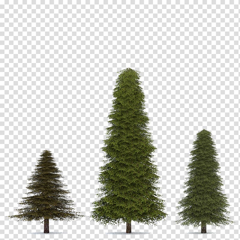 Fir Spruce Pine Tree, Fir-Tree transparent background PNG clipart