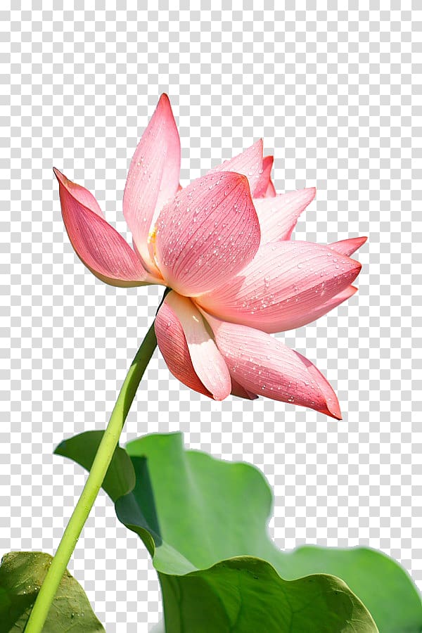 pink petaled flowers, Plant , Lotus transparent background PNG clipart