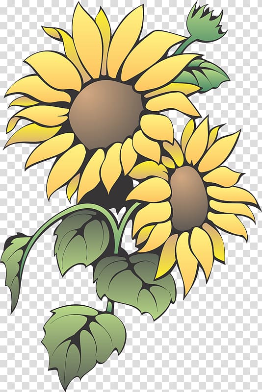 Common sunflower Color , flower transparent background PNG clipart