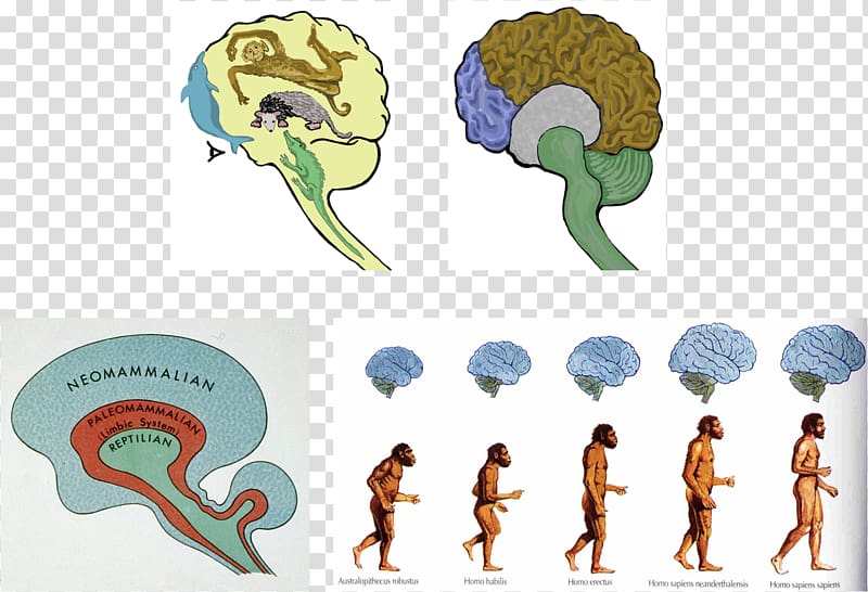 Neanderthal Brain size Human brain Human evolution, Brain transparent background PNG clipart