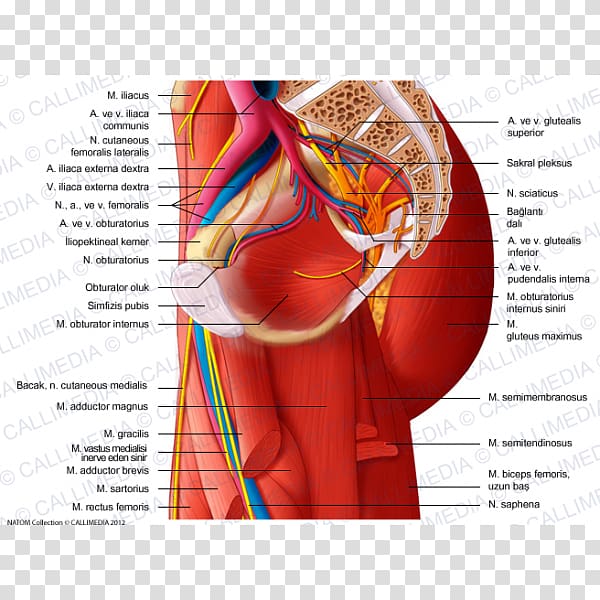 Nerve Hip Muscle Muscular system Human leg, others transparent background PNG clipart