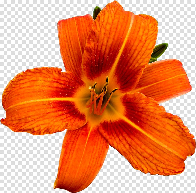 Orange S.A. Alstroemeriaceae Existence María José, others transparent background PNG clipart