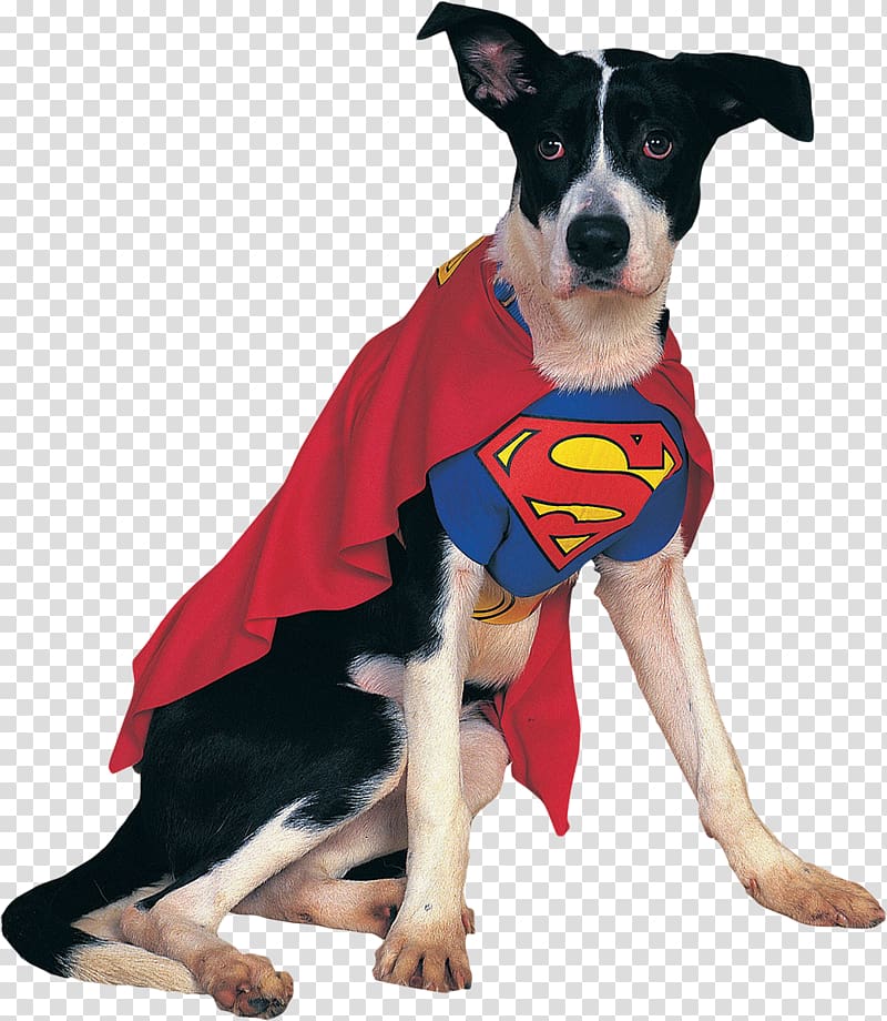 German Shepherd Spider-Man Superman Superhero Costume, dogs transparent background PNG clipart