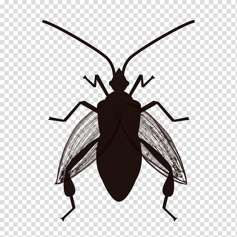 Insect Cockroach Software bug True bugs Pest, insect transparent background PNG clipart