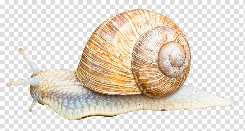 Snail Orthogastropoda Icon, Snail transparent background PNG clipart