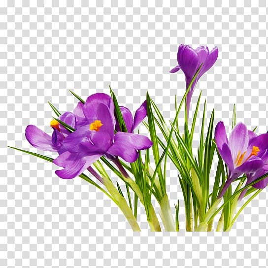 Flower bouquet , Purple Bouquet transparent background PNG clipart