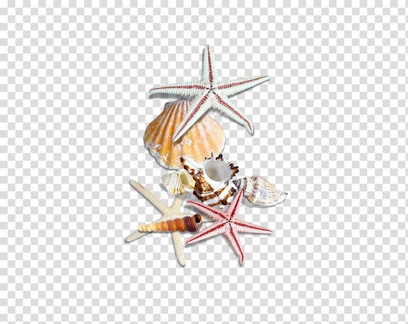 ubcc4ube5bubc14ub2e4ud39cuc158 Seashell Conch Sea snail, Conch shell transparent background PNG clipart