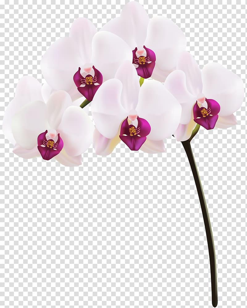 white-and-purple flowers , Orchids , Orchid transparent background PNG clipart