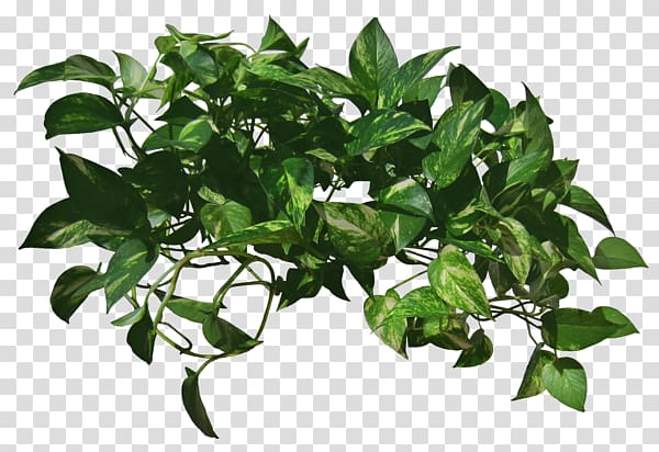 green leaf tree, Vine Plant Devil\'s ivy, plant transparent background PNG clipart