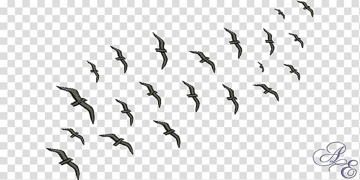 Flock Bird migration Swarm behaviour Animal migration, flock birds transparent background PNG clipart