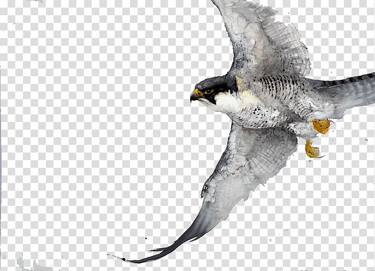Bird Watercolor painting Drawing Work of art, Eagle wings transparent background PNG clipart
