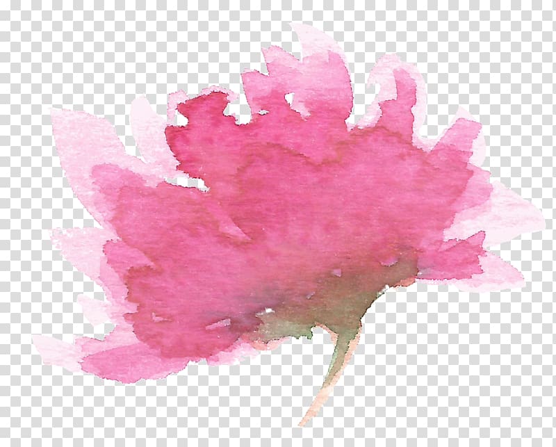 Watercolor painting Chrysanthemum, chrysanthemum transparent background PNG clipart