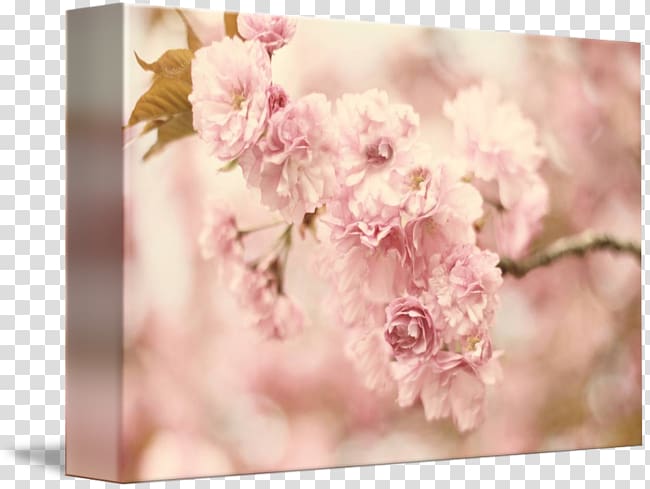 Floral design Flower bouquet Tablou canvas Petal, cherry blossom petals transparent background PNG clipart