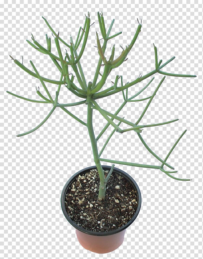 Euphorbia tirucalli Succulent plant Houseplant Tree, plant transparent background PNG clipart