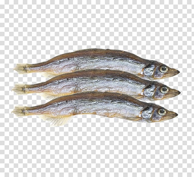 Pacific saury Capelin Fish Shishamo Herring, Anchovy transparent background PNG clipart