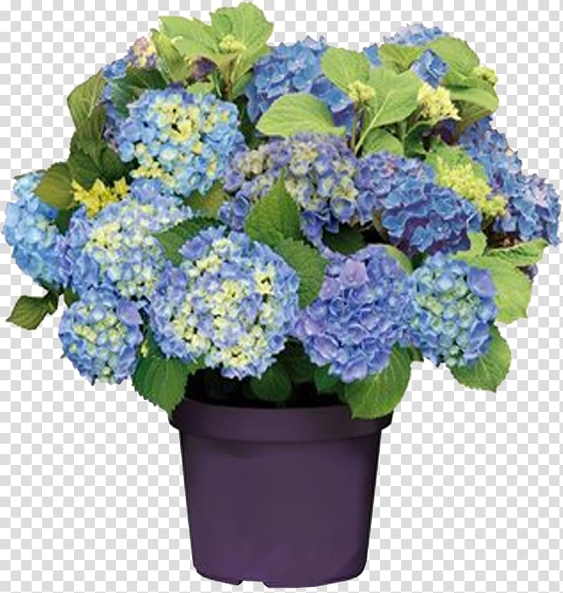 French hydrangea Panicled hydrangea Pruning Blue Flower, pistachios transparent background PNG clipart