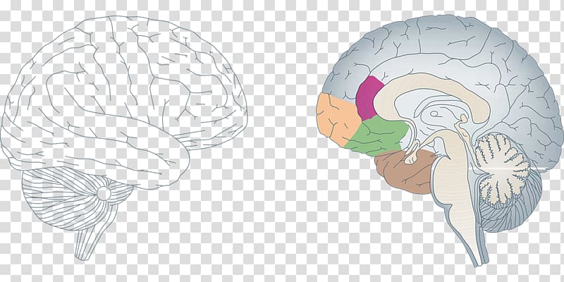 Neuroplasticity Brain Nervous system Agy Neuron, brain transparent background PNG clipart