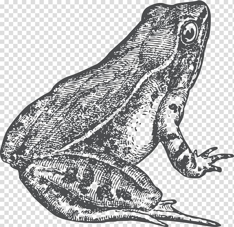 Toad True frog Drawing, identical twins transparent background PNG clipart