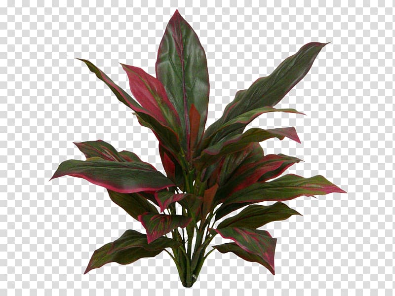 Ti Leaf Plant stem New Zealand cabbage tree Evergreen, Leaf transparent background PNG clipart