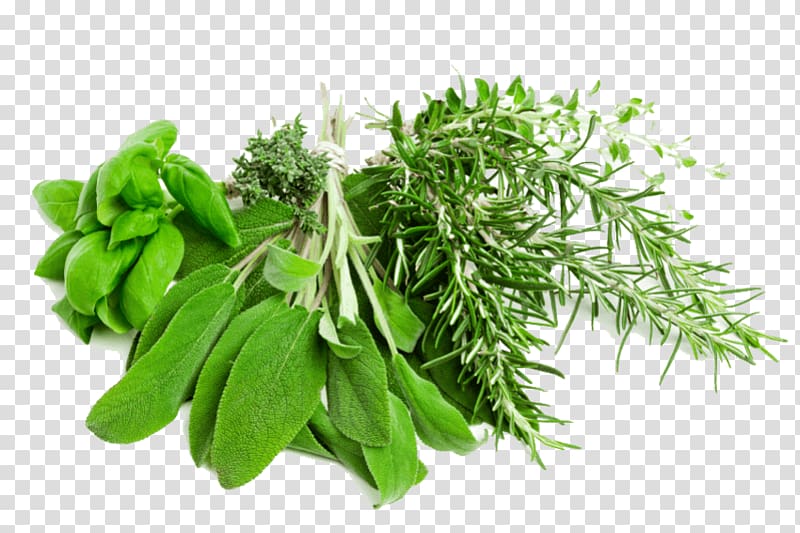 Herb Medicinal plants , vegetable transparent background PNG clipart