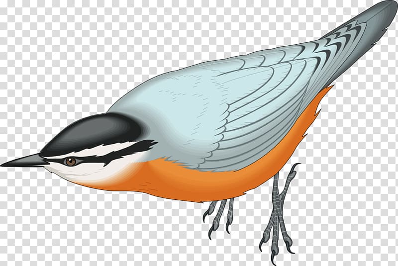 Red-breasted nuthatch White-breasted nuthatch Bird , macaw transparent background PNG clipart