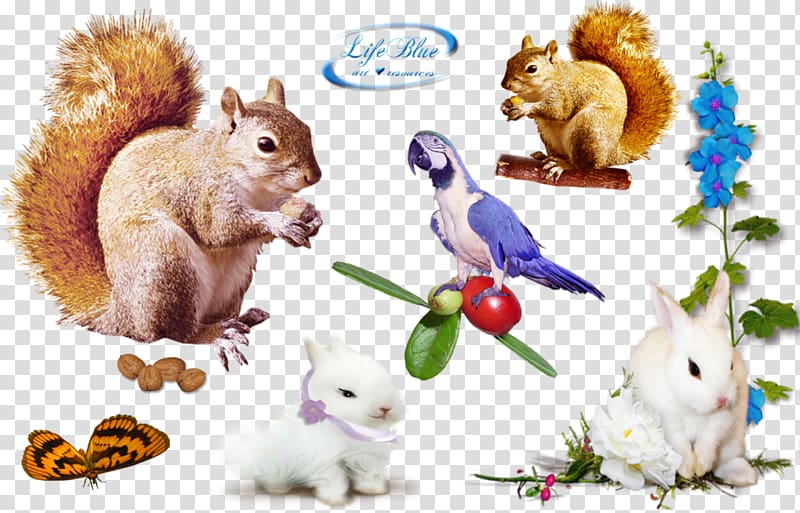 Rodent Squirrel Domestic rabbit, lovely transparent background PNG clipart