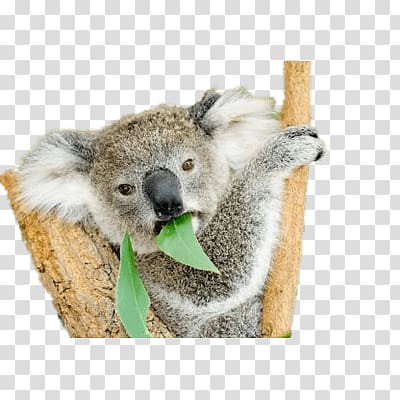 Koala Bear Wombat Marsupial Kangaroo, Koala Bear transparent background PNG clipart