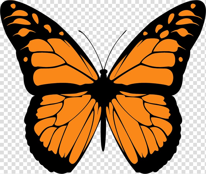Monarch butterfly Drawing Animal migration , butterfly transparent background PNG clipart
