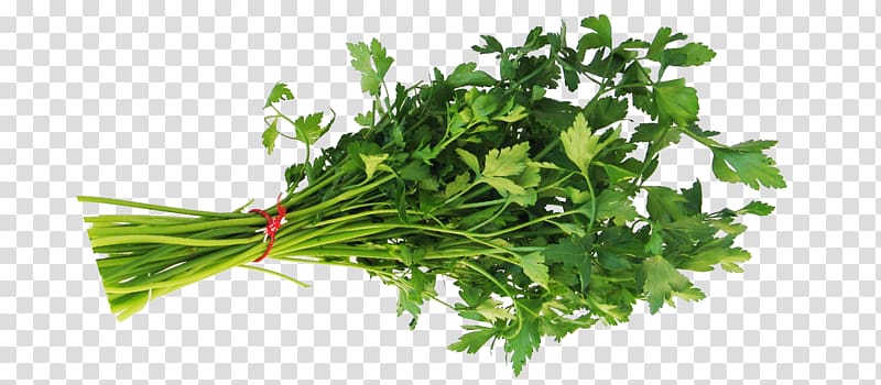 green leafy vegetable, Parsley Herb Food Coriander Leaf vegetable, herb transparent background PNG clipart